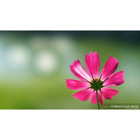 Объектив Sony FE 100mm F2.8 STF GM OSS [SEL100F28GM] - Изображение №8 — Chaika Market