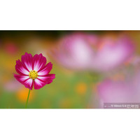 Объектив Sony FE 100mm F2.8 STF GM OSS [SEL100F28GM] - Изображение №9 — Chaika Market