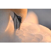 Объектив Nikon NIKKOR Z 800mm f/6.3 VR S - Изображение №27 — Chaika Market