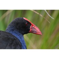 Объектив Nikon NIKKOR Z 800mm f/6.3 VR S - Изображение №24 — Chaika Market