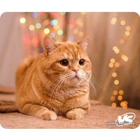 VS Cat VS_B4652 Image #1