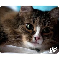 VS Cat VS_B4648